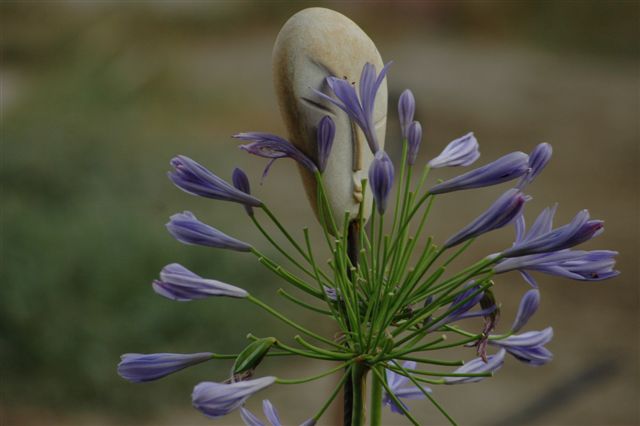Création et Photo de Talou